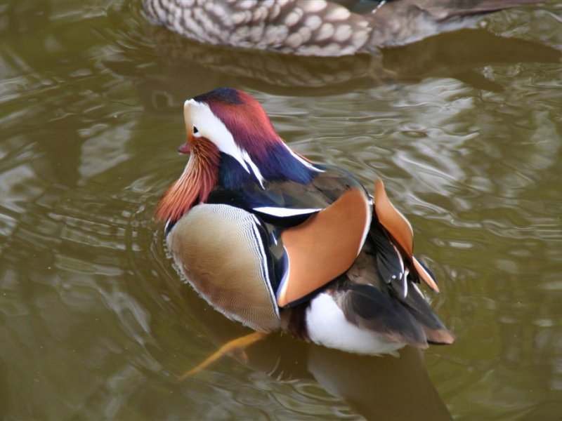 Dieren
